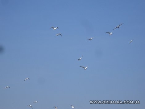 IMG_0221.jpg