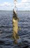������� ������� �� 20-30 �������� 2013