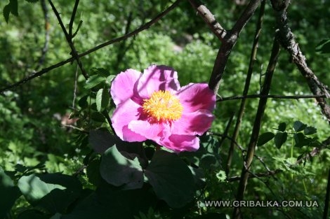 IMG_0853.JPG